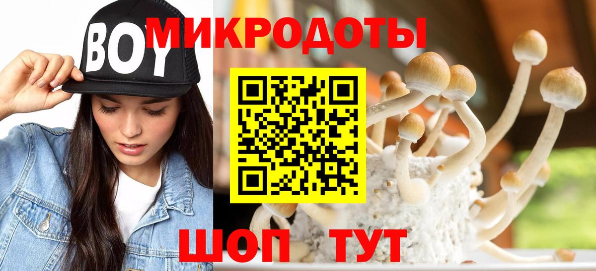 Псилоцибиновые грибы Psilocybe Дмитров